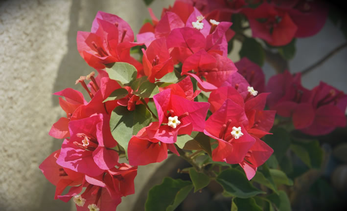 Quinta Camelinas Hotel